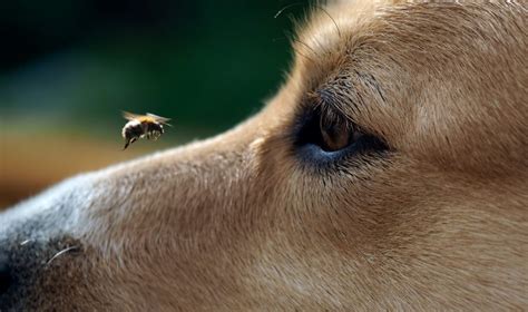 This guide details what a wasp sting looks like, offers wasp sting treatments and wasp sting remedies, and more! Insect Bites on Dogs | Mad Paws Blog
