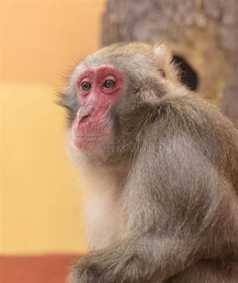 Monkey Portrait In The Zoo Stock Photo Image Of Cute Funny 244392462