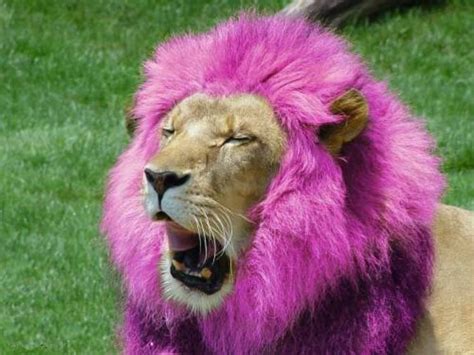 Purple Mane Cute Animals Lion Mane Cats And Kittens