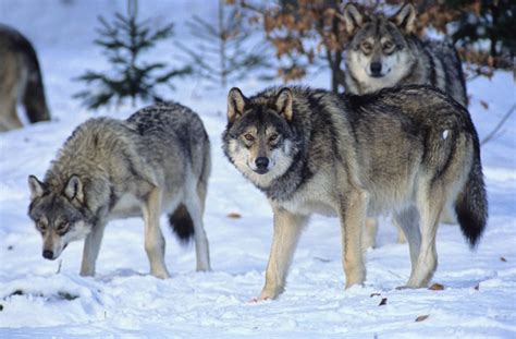 The Wolf Wildlife Interesting Facts And Photos The Wildlife