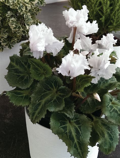 Three Houseplants To Brighten Your Home In Winter The Gateway Gardener