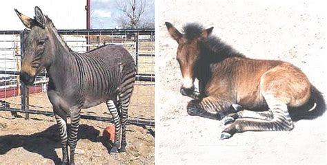 Ligers And Wholphins What Next Zorse Zonkey Zedonk