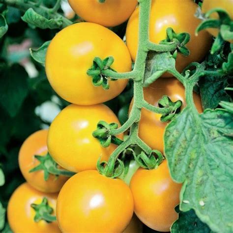 Yellow Perfection Tomato Seeds Heirloom Tims Tomatoes