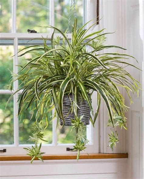 Easy Flowers To Grow Indoors A Useful Guide For Indoor Gardening