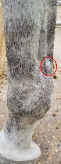 Windpuffs In Horses Identifying Windgall Leg Swellings