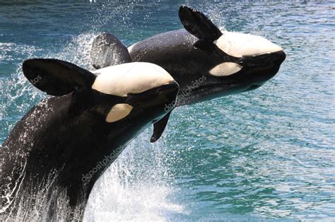 Dos Orcas Saltando Del Agua 2022