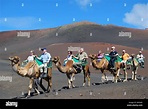 Camel rides, Timanfaya National Park, Lanzarote, Canary islands Stock ...