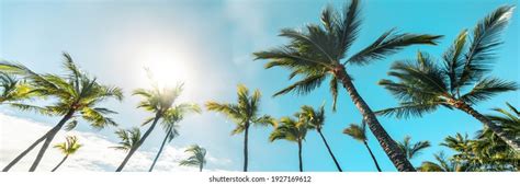 125036 Palm Tree Banner Images Stock Photos And Vectors Shutterstock
