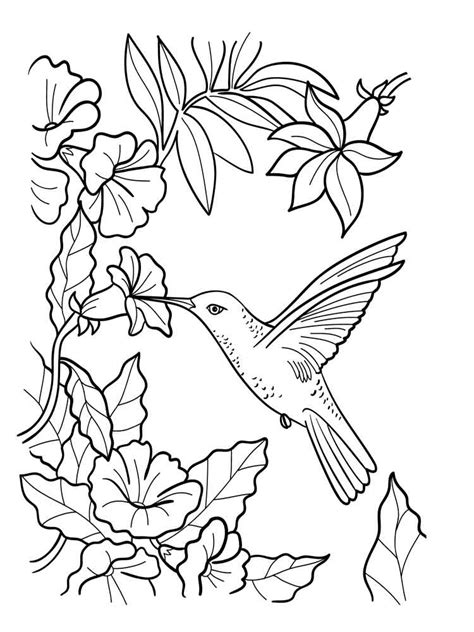 Free Hummingbird Coloring Page Coloring Home