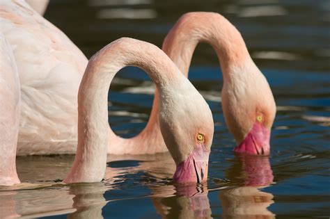 Flamingo Water Two Animals Wallpapers Hd Desktop And Mobile