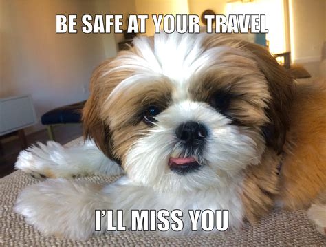 Cute Shih Tzu Puppy Travel Meme Be Safe At Your Travel Ill Miss You