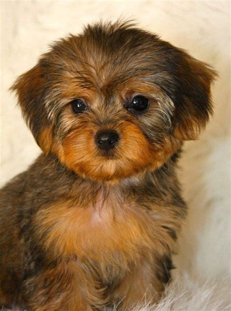 Top 10 Cutest And Most Popular Mixed Dog Breeds Youll Love To Own