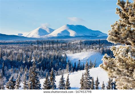 Snowy Boreal Forest Taiga Winter Wilderness Stock Photo Edit Now