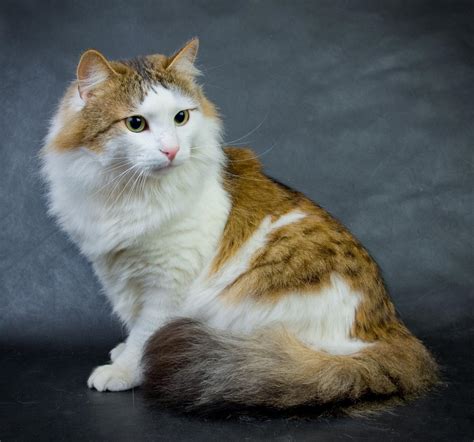 Vetstreet offers detailed info about cat breeds including history, health, personality and grooming details. 7 Large Domestic Cat Breeds That Make for Affectionate ...
