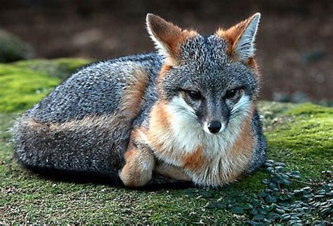 10 Facts About Gray Foxes You Probably Didnt Know Petpress