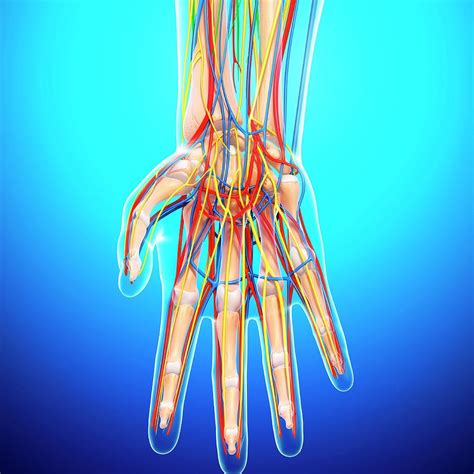 Hand Anatomy Photograph By Pixologicstudioscience Photo Library Pixels