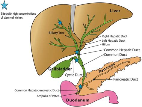 Stem Cell Populations Giving Rise To Liver Biliary Tree And Pancreas