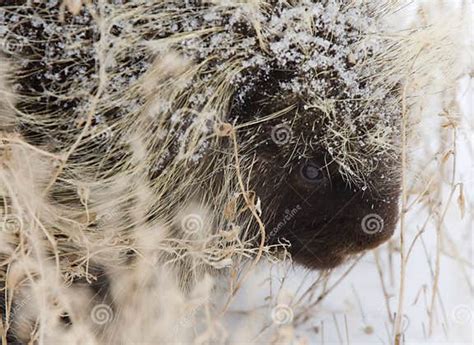 Porcupine In Winter Stock Image Image Of Spiny Spine 23316631