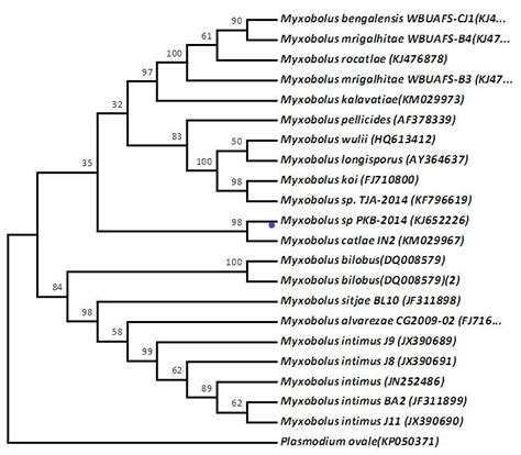 phylogenetic tree based on the 18s rrna sequence download scientific diagram