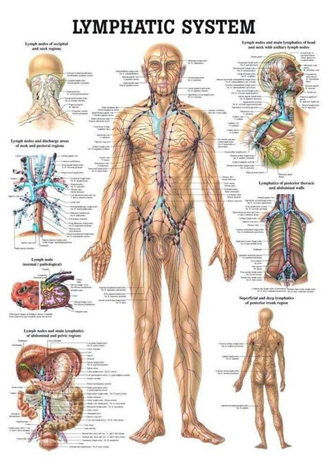 Anatomy Of The Lymphatic System Lymphatic System Lymphatic Plexus My
