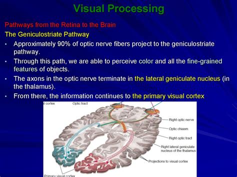 Visual Processing Online Presentation