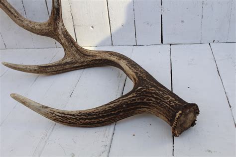 Deer Horns Natural Deer Horn Great Horn Of A Natural Deer Etsy
