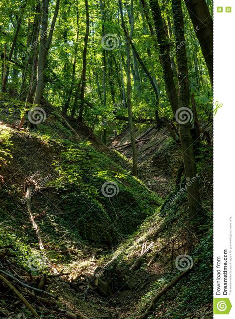Beech Forest At Spring Stock Photo Image Of Leafage 71875692