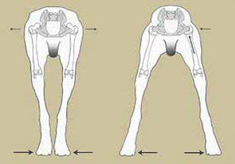 I have some players who want to buy a furry little companion (mostly for flavor, not utility)—how much should i make them pay the value of the meat is a good quick measurement for value. Hip Dysplasia in Competing Dogs