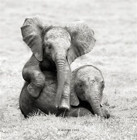 Stunning Photographs Of Wild Animals By Marina Cano Baby Elephants