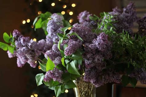 How To Keep Lilacs From Wilting In The Vase Farmhouse Blooms