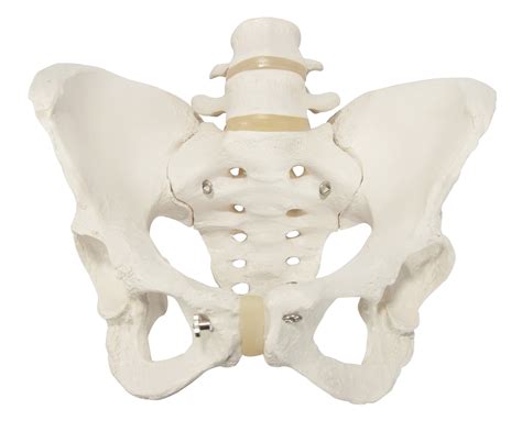 Parts Of Female Pelvic Bone
