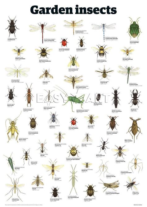 An Insect Poster With Different Types Of Bugs