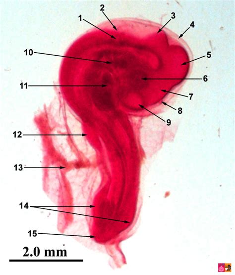 Embryology Of Chicken H And Older