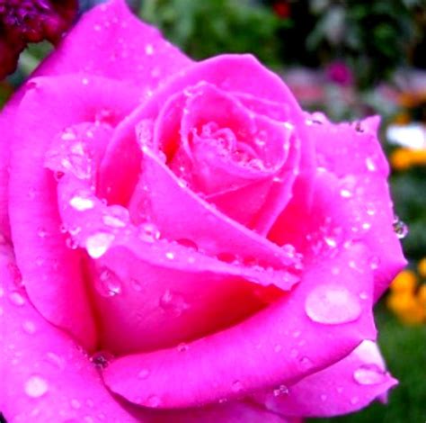 Dark Pink Rose Flickr Photo Sharing