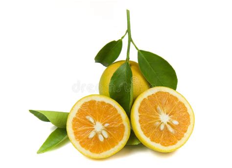 Organic Oranges Stock Photo Image Of Fruit Organic 15791958
