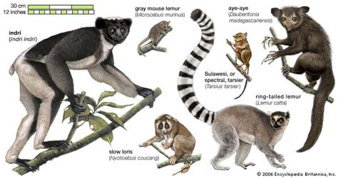 Primate Definition Biology And Facts Britannica
