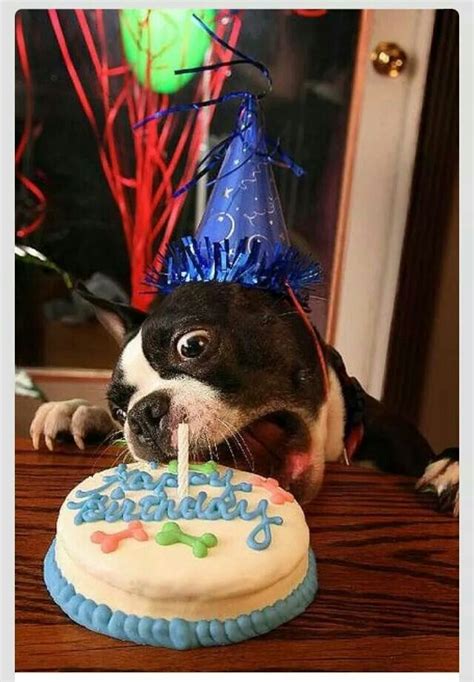 Happy Birthday Funny Dog Eating Cake My Best Humor Pin