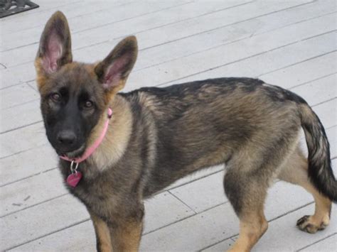 Where Are The Light Sable Owners Page 3 German Shepherd Dog Forums