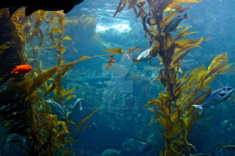 Kelp Forest By X Esc87 X On Deviantart