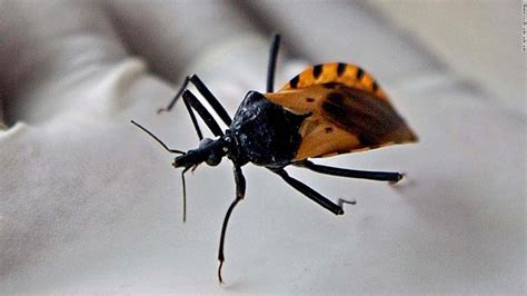 Just How Deadly Is The Kissing Bug Cnn
