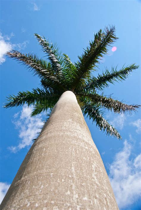 Roystonea Regia Cuban Royal Palm Tall Tree Ornamental Palms Etsy