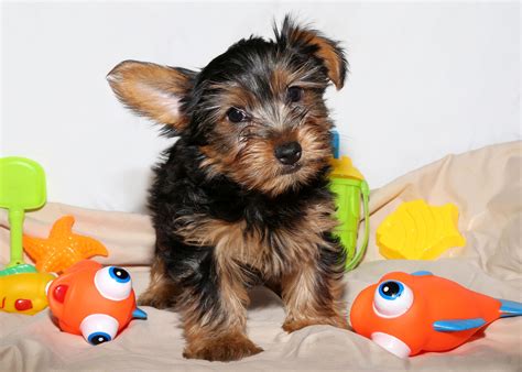 Yorkie For Sale On Long Island At Puppy Love In Franklin Square