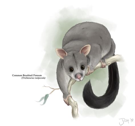 Possum Cartoon Character Drawing Drawing Cartoon Characters Character