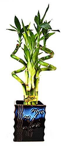 Lucky Bamboo Plant 10 Stalks Bamboo Items For Sale