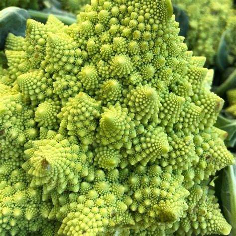Scientists Solve The Mystery Of Romanesco Cauliflower Formation