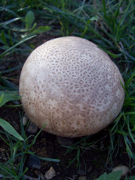 Edible Mushrooms In Oklahoma All Mushroom Info