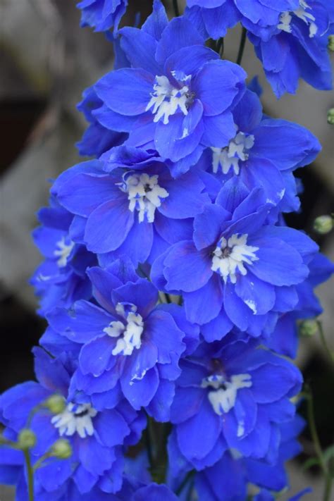 Best when planted in long drifts or clumps. Delphiniums: Plant Care and Collection of Varieties ...