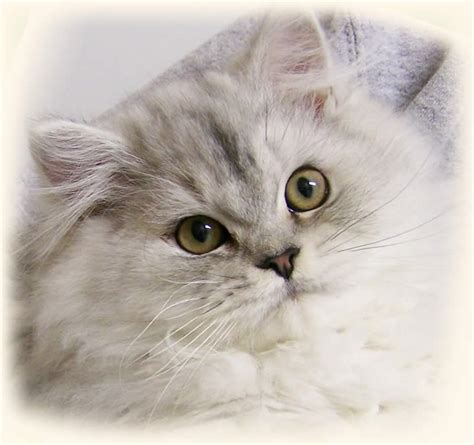 Persian Cat Behavior Biological Science Picture Directory