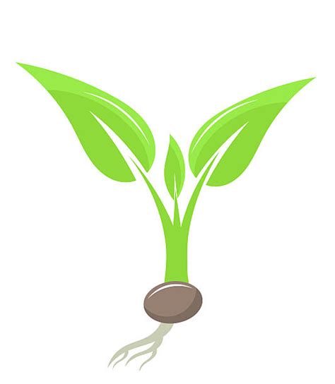 Seedling Clip Art 10 Free Cliparts Download Images On Clipground 2024