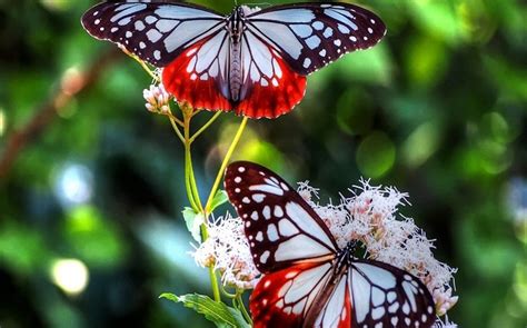 Cute Natural Butterfly Flowers Wallpapers Latest Images Free Download
